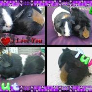 Anna,Tut og Tulle 4-ever O