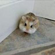 laura og jamilla <3 j