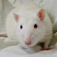 | House Of Kahni | ©