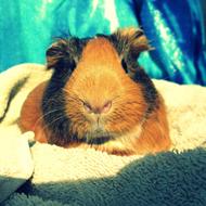 *Donomas opdræt*  .