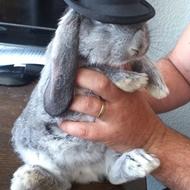 Xandorram | Kanin Kolonien