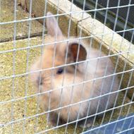 G R E V E L O D D E N