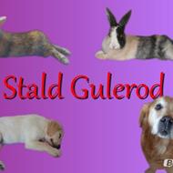 StaLd GuLeRoD