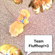 Lulle og Team Fluffhop