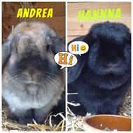 Hanna og Andrea og Bellis