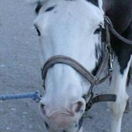 Sissel & De Skøre Gnavere