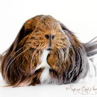 Rose og Bøg's Marsvin