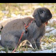 *Stald Arie* -Marie Floutrup