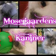 Mosegårdens kaniner