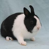 Winnie L - Stald Eskely