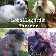 Søbakkegårds Kaniner