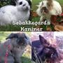 Søbakkegårds Kaniner