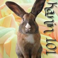 Stormont's Kanin 101