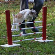 Vesterleds Hopkaniner