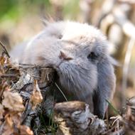 BlueBunnies
