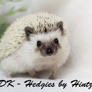 Dk - Hedgies by Hintze