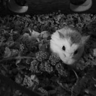 My only sunshines (Solvej)