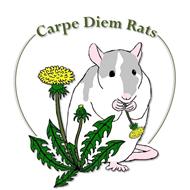 Carpe Diem Rats