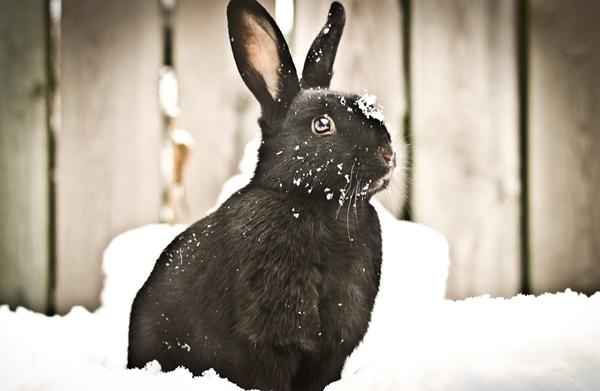 Kan min hunkanin udstilles? *kanin*