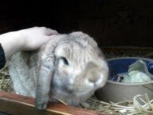 Hvorfor bider min kanin i buret?