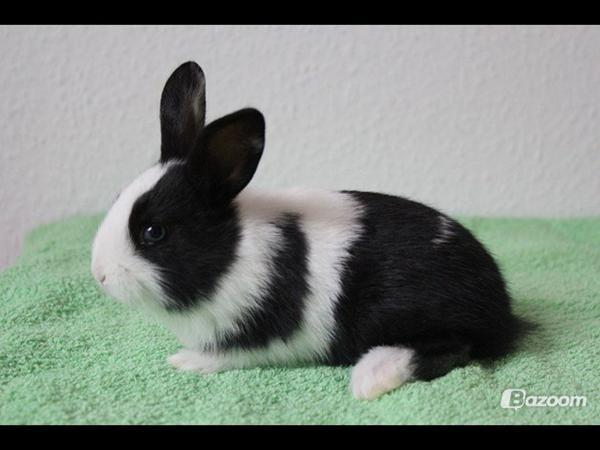 er ikke sikker på om den er en pige?