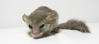 afrikask dværg syvsover