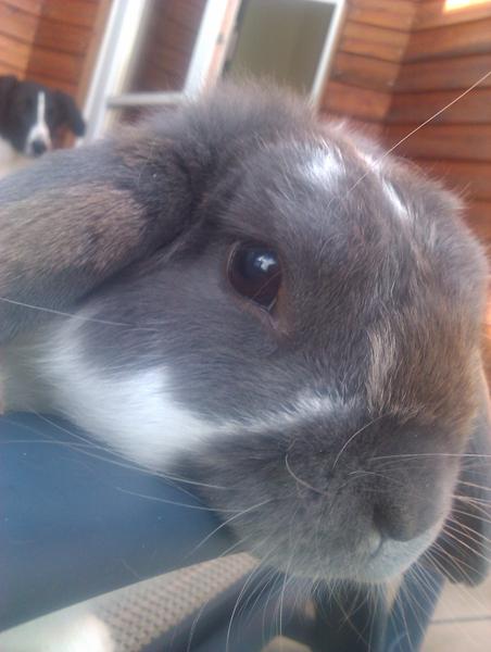 Hvor gammel bliver en kanin