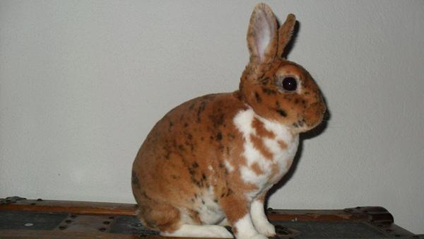 Hermelin Rex i Gepard