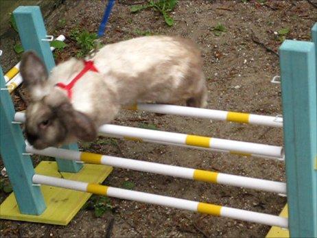 Sallander eller brun siameser?