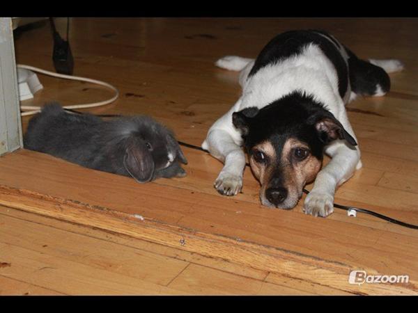 Hvad gør i med kaniner imorgen ??