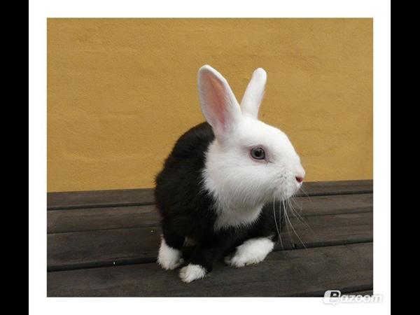 Ny feature - Billeder i forum