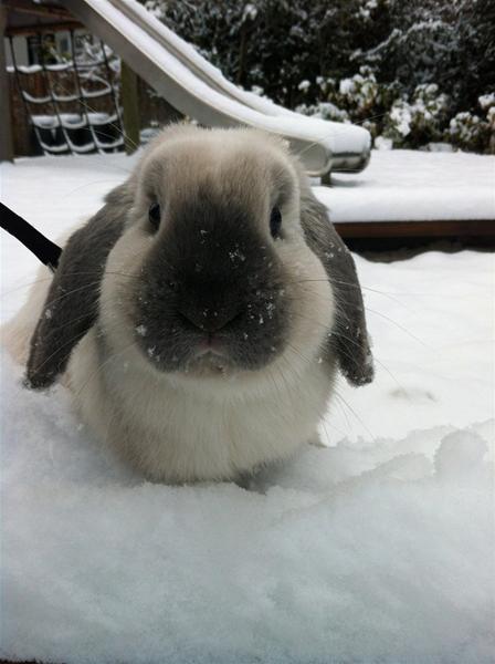 KaninHop?