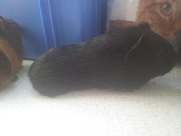 (Marsvin) Pris og farve.