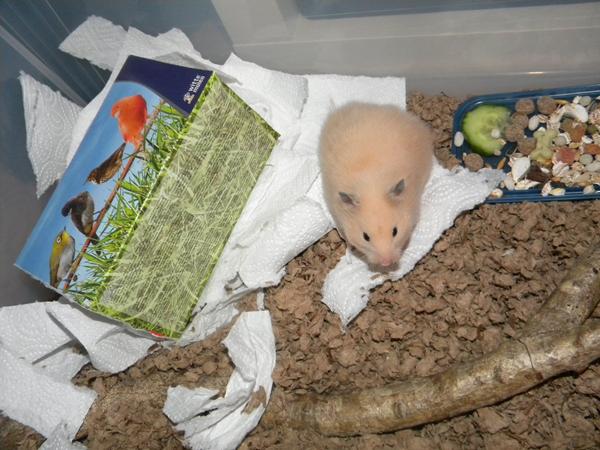 Navn til Guldhamster "Billed". :)