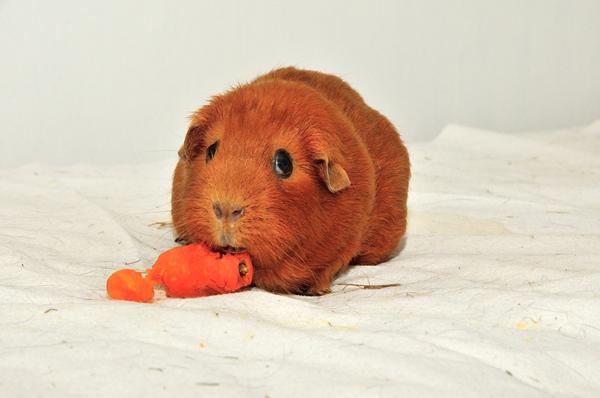 Andre der har et 8 årigt marsvin(eller over)