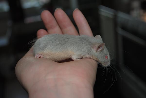 Farve på mus - Hjælp :)