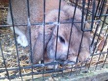 Hvorfor bider min kanin i buret?