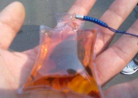 Hvor går grænsen for dyremishandling?