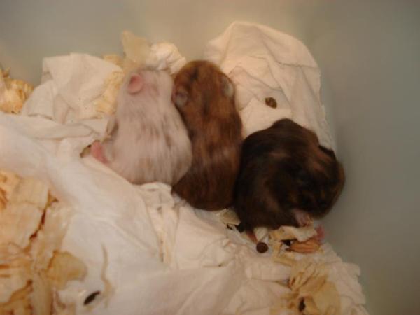 Guldhamster navn med F.?