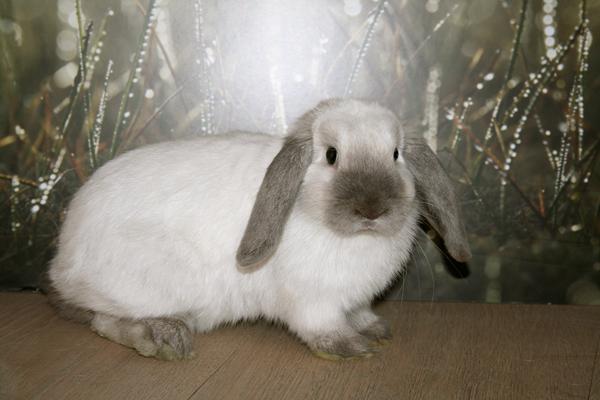 Fototime (maja´s)