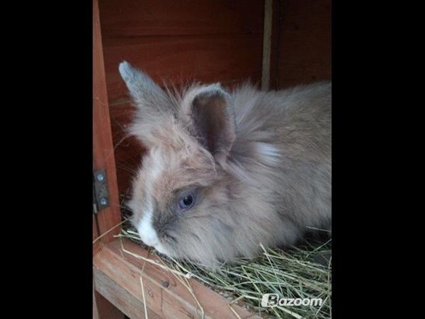 Har plukket sig?*kanin*