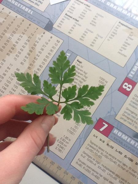 ukrudt men hvad er det?? (Marsvin)