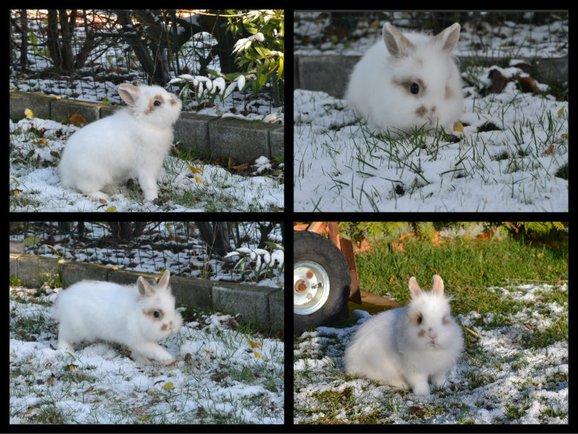 Navne forslag?*KANIN*