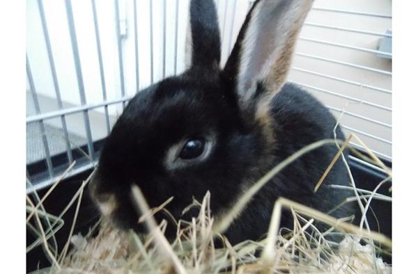 sort otter kanin fundet ved køge posthus