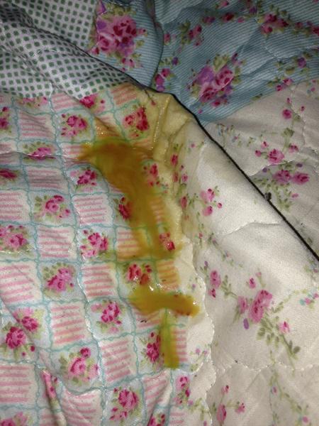 Normal farve urin? (Kanin)