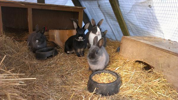 må jeg se et billede af din kanin