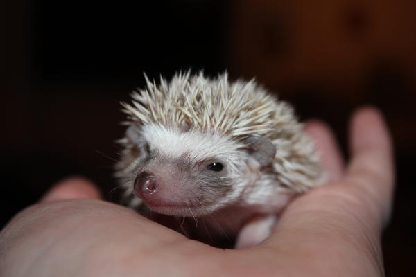 Er du interesseret i pindsvin?