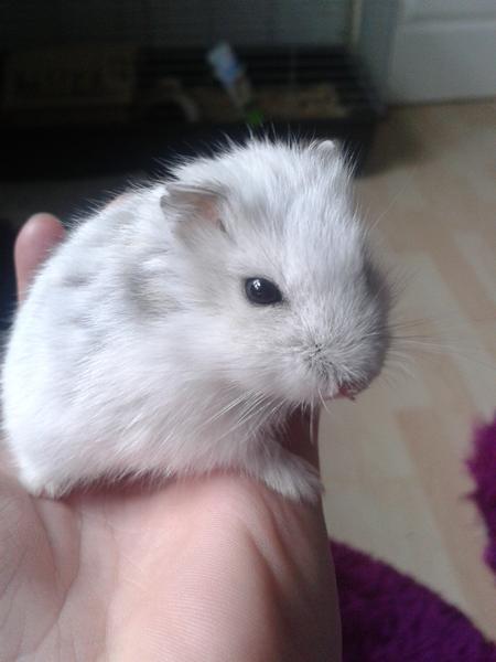 Ideér til hjemmelavet legetøj (hamster)