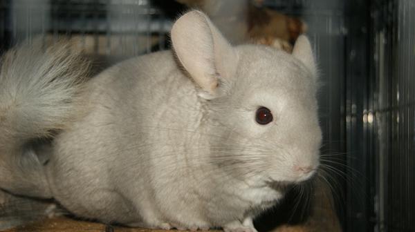 Chinchilla ...hvilken farve....?