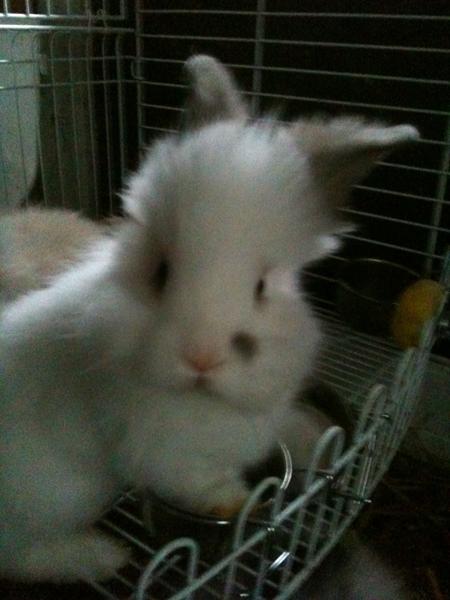 Gode Kanin-Dyrehandlere?